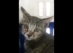 宜蘭縣流浪動物中途之家,編號:472222, 混種貓                 