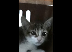 宜蘭縣流浪動物中途之家,編號:472223, 混種貓                 