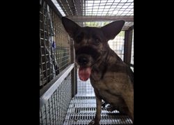 臺南市動物之家善化站,編號:472231, 混種犬          