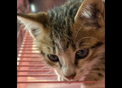 臺東縣動物收容中心,編號:472233, 混種貓                 