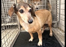 高雄市壽山動物保護教育園區,編號:472253, 臘腸犬
