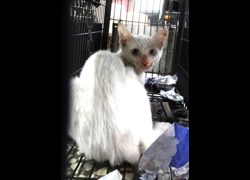 宜蘭縣流浪動物中途之家,編號:472216, 混種貓                 