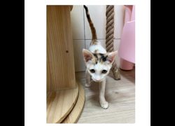 臺南市動物之家灣裡站,編號:468360, 混種貓                 