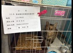 雲林縣流浪動物收容所,編號:472265, 混種貓                 