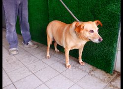 南投縣公立動物收容所,編號:472266, 混種犬          