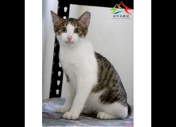 臺中市動物之家后里園區,編號:468991, 混種貓                 