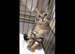 新竹縣動物保護教育園區,編號:471846, 混種貓                 