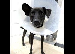 新竹縣動物保護教育園區,編號:471418, 混種犬          