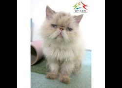 臺中市動物之家后里園區,編號:465541, 混種貓                 