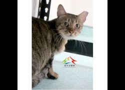 臺中市動物之家后里園區,編號:469843, 混種貓                 