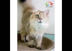 臺中市動物之家后里園區,編號:472302, 混種貓                 