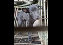臺南市動物之家善化站,編號:472343, 混種犬          