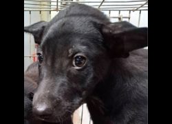 臺南市動物之家善化站,編號:472344, 混種犬          