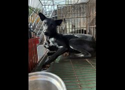 彰化縣流浪狗中途之家臨時收容所,編號:472359, 混種犬          