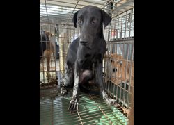 彰化縣流浪狗中途之家臨時收容所,編號:472360, 混種犬          