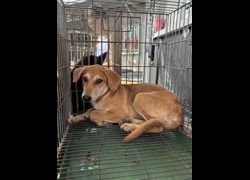 彰化縣流浪狗中途之家臨時收容所,編號:472361, 混種犬          
