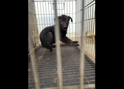臺南市動物之家善化站,編號:472363, 混種犬          