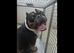 嘉義市動物保護教育園區,編號:472402, 美國惡霸犬