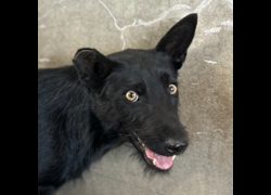 澎湖縣流浪動物收容中心,編號:472403, 混種犬          
