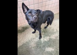 新北市淡水區公立動物之家,編號:472411, 混種犬          