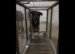 嘉義縣動物保護教育園區,編號:472412, 混種犬          