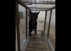 嘉義縣動物保護教育園區,編號:472413, 混種犬          