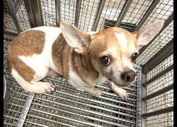 高雄市壽山動物保護教育園區,編號:472414, 吉娃娃犬