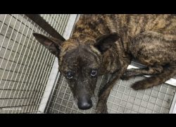 臺北市動物之家,編號:472420, 混種犬          