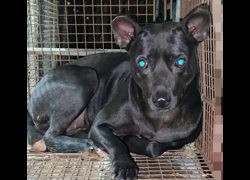 新北市中和區公立動物之家,編號:472441, 混種犬          