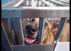 新北市中和區公立動物之家,編號:472442, 混種犬          