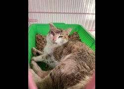 彰化縣流浪狗中途之家臨時收容所,編號:472440, 混種貓                 