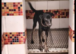 高雄市壽山動物保護教育園區,編號:472472, 混種犬          