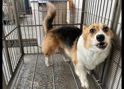 高雄市壽山動物保護教育園區,編號:472473, 威爾斯柯基犬              