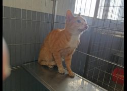 新竹市動物保護教育園區,編號:472474, 混種貓                 