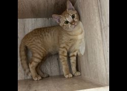 新北市瑞芳區公立動物之家,編號:472495, 混種貓                 