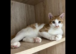 新北市瑞芳區公立動物之家,編號:472506, 混種貓                 