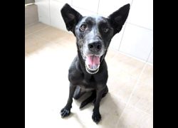 新竹縣動物保護教育園區,編號:472518, 混種犬          