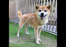 新竹縣動物保護教育園區,編號:472519, 柴犬                  