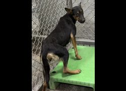 臺東縣動物收容中心,編號:472520, 混種犬          