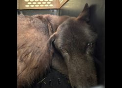 基隆市寵物銀行,編號:472534, 混種犬          