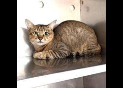 新竹縣動物保護教育園區,編號:471843, 混種貓                 