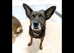 新竹縣動物保護教育園區,編號:472541, 混種犬          