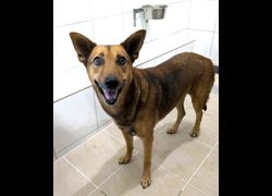 新竹縣動物保護教育園區,編號:472542, 混種犬          