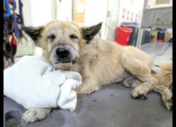 新竹縣動物保護教育園區,編號:472553, 混種犬          