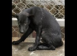 臺東縣動物收容中心,編號:472550, 混種犬          