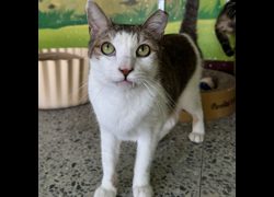 苗栗縣動物保護教育園區,編號:452679, 混種貓                 