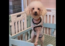 臺南市動物之家灣裡站,編號:463666, 比熊犬