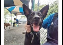 臺北市動物之家,編號:31588, 混種犬          