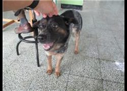 桃園市動物保護教育園區,編號:97412, 混種犬          