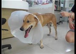 臺北市動物之家,編號:31661, 混種犬          